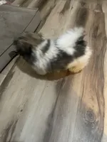 Chance, a male Havanese for sale in Willis, TX – 5 of 5