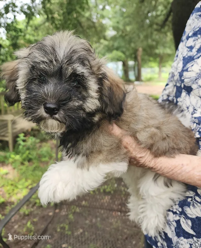 Chloe – Havanese puppy for sale in Willis, TX