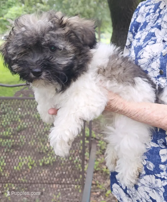 Chance – Havanese puppy for sale in Willis, TX