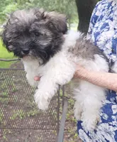 Chance, a male Havanese for sale in Willis, TX – 1 of 5
