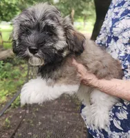 Chloe, a female Havanese for sale in Willis, TX – 2 of 4