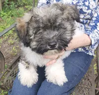 Chance, a male Havanese for sale in Willis, TX – 3 of 5