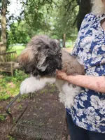 Chloe, a female Havanese for sale in Willis, TX – 3 of 4
