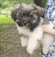 Chance, a male Havanese for sale in Willis, TX – 2 of 5