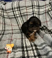 Doc, a male English Toy Spaniel for sale in Gap, PA – Photo 9 of 10