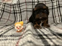 Doc, a male English Toy Spaniel for sale in Gap, PA – Photo 7 of 10