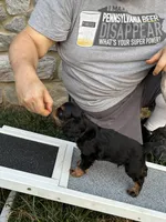 Doc, a male English Toy Spaniel for sale in Gap, PA – Photo 5 of 10