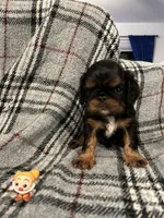 Doc, a male English Toy Spaniel for sale in Gap, PA – Photo 8 of 10