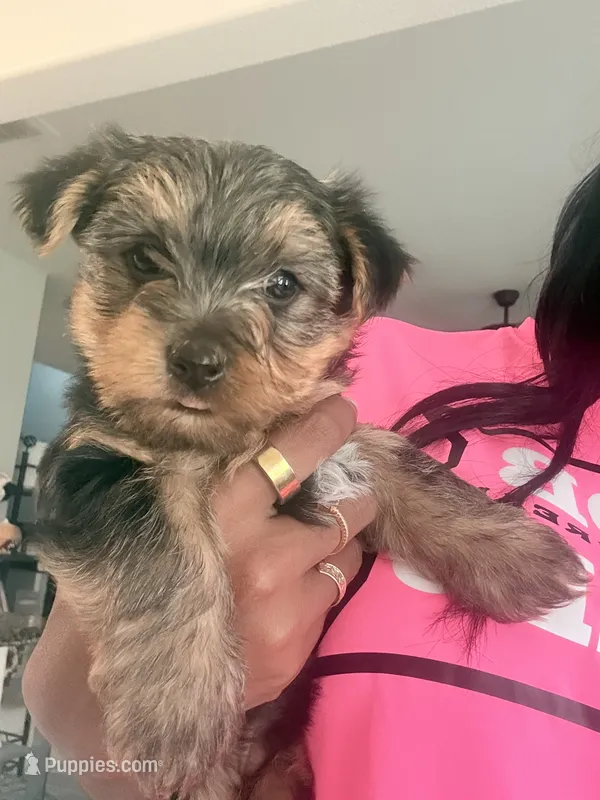 Lil Man – Yorkshire Terrier puppy for sale in Fort Worth, TX