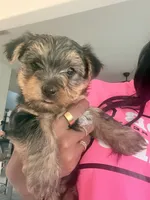 Lil Man, a male Yorkshire Terrier for sale in Fort Worth, TX – 1 of 3