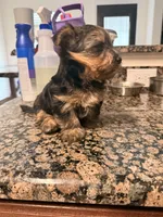 Lil Man, a male Yorkshire Terrier for sale in Fort Worth, TX – 3 of 3