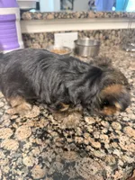 Lil Man, a male Yorkshire Terrier for sale in Fort Worth, TX – 2 of 3