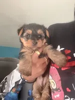 Lil Girl, a female Yorkshire Terrier for sale in Fort Worth, TX – 2 of 2