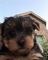 Lil Girl, a female Yorkshire Terrier for sale in Fort Worth, TX – 1 of 2