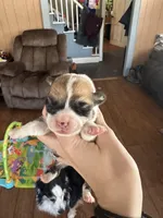 Tri male , a male Pembroke Welsh Corgi for sale in Lewisburg, WV – Photo 1 of 2