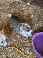 Tri male , a male Pembroke Welsh Corgi for sale in Lewisburg, WV – Photo 4 of 4