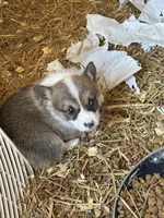 Tri male , a male Pembroke Welsh Corgi for sale in Lewisburg, WV – Photo 2 of 4