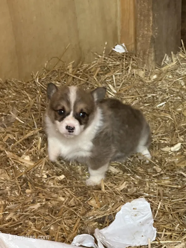 Tri male  – Pembroke Welsh Corgi puppy for sale in Lewisburg, WV