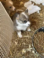 Tri male , a male Pembroke Welsh Corgi for sale in Lewisburg, WV – Photo 3 of 4