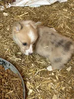 Merle male, a male Pembroke Welsh Corgi for sale in Lewisburg, WV – Photo 2 of 3