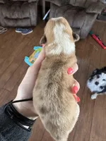 Merle male, a male Pembroke Welsh Corgi for sale in Lewisburg, WV – Photo 2 of 2