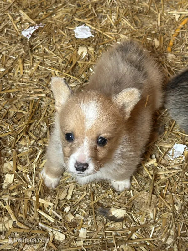 Merle male – Pembroke Welsh Corgi puppy for sale in Lewisburg, WV