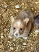 Merle male, a male Pembroke Welsh Corgi for sale in Lewisburg, WV – Photo 1 of 3