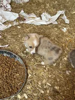 Merle male, a male Pembroke Welsh Corgi for sale in Lewisburg, WV – Photo 3 of 3