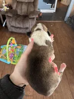 Tri male , a male Pembroke Welsh Corgi for sale in Lewisburg, WV – Photo 2 of 2