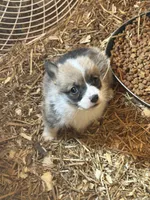 Tri male , a male Pembroke Welsh Corgi for sale in Lewisburg, WV – Photo 2 of 3