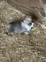 Tri male , a male Pembroke Welsh Corgi for sale in Lewisburg, WV – Photo 3 of 3