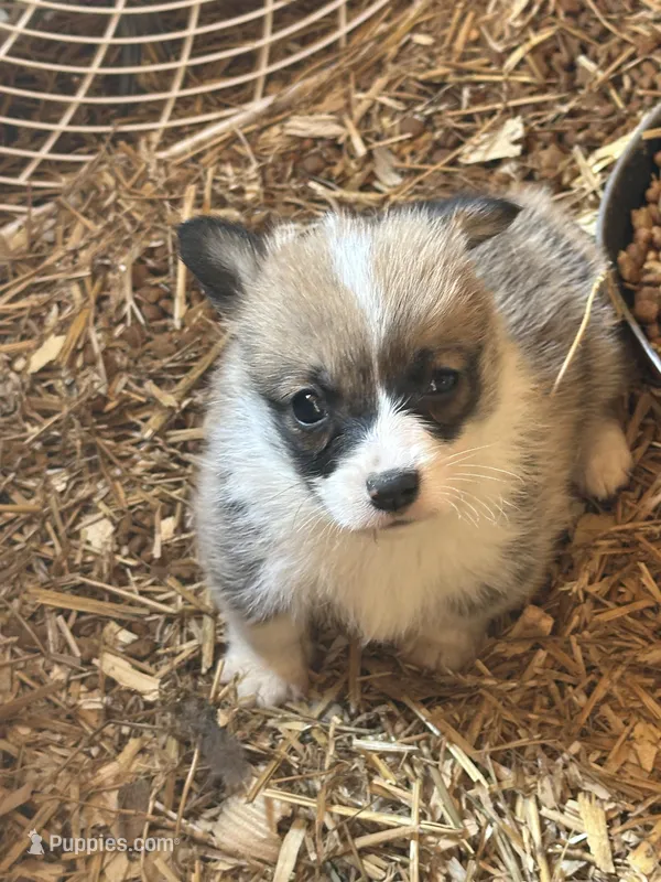 Tri male  – Pembroke Welsh Corgi puppy for sale in Lewisburg, WV