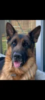 AKC Baby boy, a male German Shepherd Dog for sale in Brentwood, CA – 3 of 7