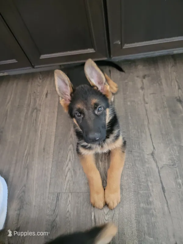 AKC Female – German Shepherd Dog puppy for sale in Brentwood, CA