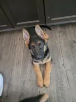 AKC Female, a female German Shepherd Dog for sale in Brentwood, CA – 1 of 9