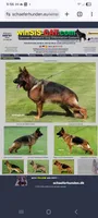 AKC Baby boy, a male German Shepherd Dog for sale in Brentwood, CA – 7 of 7