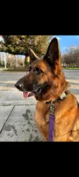 AKC Baby Girl , a female German Shepherd Dog for sale in Brentwood, CA – 6 of 10