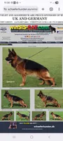 AKC Baby Girl , a female German Shepherd Dog for sale in Brentwood, CA – 10 of 10