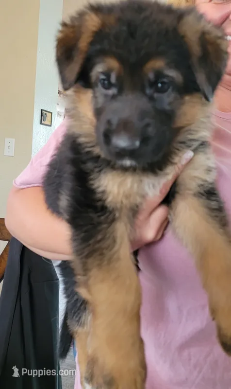 AKC Baby boy – German Shepherd Dog puppy for sale in Brentwood, CA