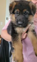 AKC Baby boy, a male German Shepherd Dog for sale in Brentwood, CA – 1 of 7