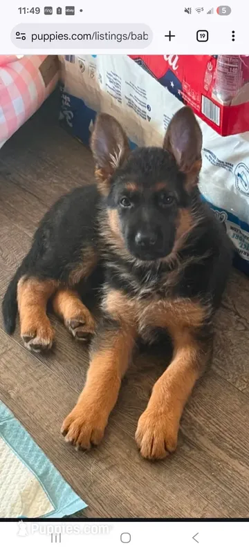 Baby Girl  – German Shepherd Dog puppy for sale in Brentwood, CA