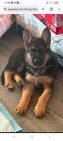 AKC Baby Girl , a female German Shepherd Dog for sale in Brentwood, CA – 1 of 10