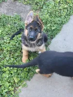 AKC Male, a male German Shepherd Dog for sale in Brentwood, CA – 2 of 9