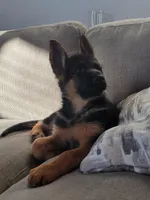 AKC Female, a female German Shepherd Dog for sale in Brentwood, CA – 3 of 9