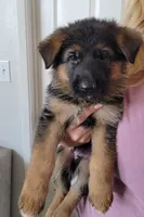 AKC Baby boy, a male German Shepherd Dog for sale in Brentwood, CA – 2 of 7