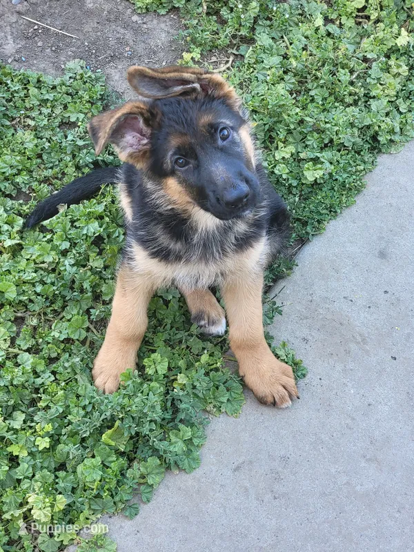 AKC Male – German Shepherd Dog puppy for sale in Brentwood, CA