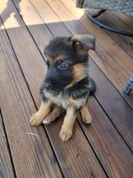Baby Girl , a female German Shepherd Dog for sale in Brentwood, CA – 3 of 6