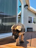 Baby Girl , a female German Shepherd Dog for sale in Brentwood, CA – 2 of 6