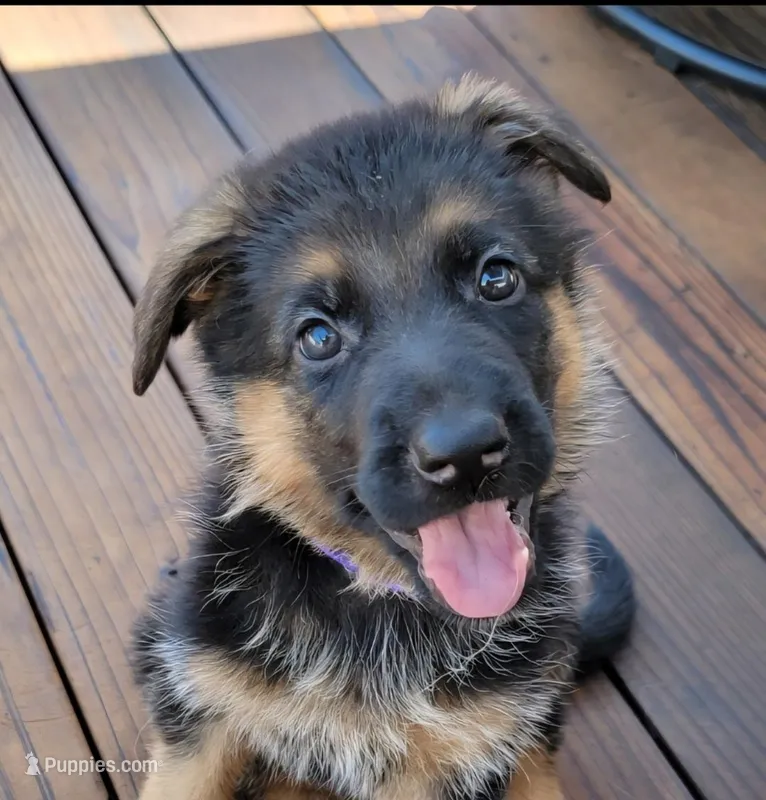 Baby Girl  – German Shepherd Dog puppy for sale in Brentwood, CA