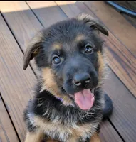 Baby Girl , a female German Shepherd Dog for sale in Brentwood, CA – 1 of 6